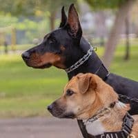 TikTok Account - kayathedobe