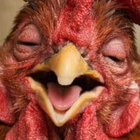 TikTok Account - cockacid