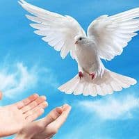 TikTok Account - videosreligiosos2552