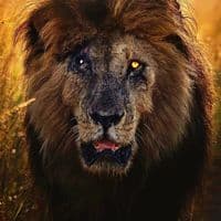 TikTok Account - sef6055