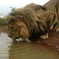 TikTok Account - mikekush_39