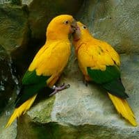 TikTok Account - isurrender07