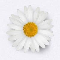 TikTok Account - barmargarita.cl