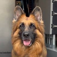 TikTok Account - dog_and_his_boomer