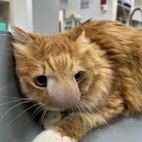 TikTok Account - thasbubble