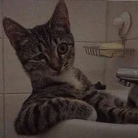 TikTok Account - anderson_lpal