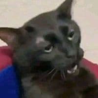 TikTok Account - elchapin_quetehara_reir