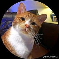 TikTok Account - hitmanthe11