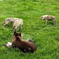 TikTok Account - greenscreen.ru