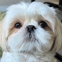 TikTok Creator - hughtheshihtzu