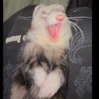 TikTok Account - medvedev_production_