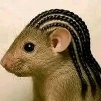 TikTok Account - nakocici1