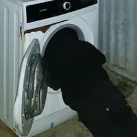 TikTok Account - dgibrill