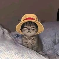 TikTok Account - luffy_editz18