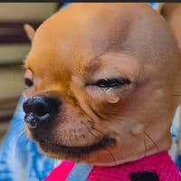 TikTok Account - godeibu