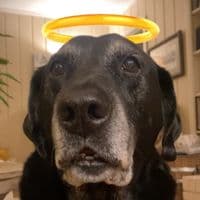 TikTok Account - zawgandschlawg