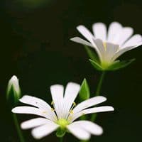 TikTok Account - relaxsongs77