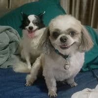 TikTok Account - lekonanong1