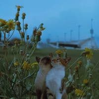 TikTok Account - mewowsics