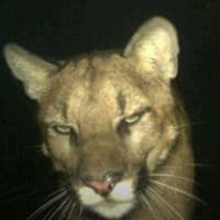 TikTok Account - audioplugs4us