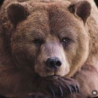 TikTok Account - anonymousbearcub