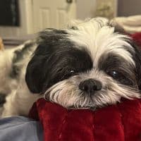 TikTok Account - sophia_rossell