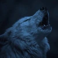 TikTok Account - elgranviejolobo727