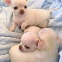 TikTok Account - mascotas.adopcin