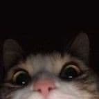 TikTok Account - unalovatica