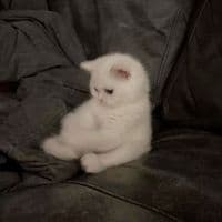 TikTok Account - userjessiabye