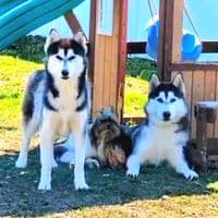 TikTok Account - the_chapaws