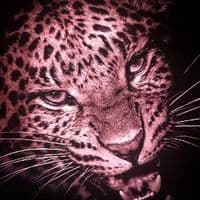 TikTok Account - chazaustin2003