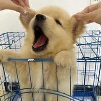 TikTok Account - funfauna2