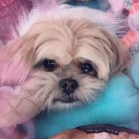 TikTok Account - cute_riley