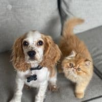 TikTok Account - gianninapena