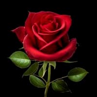 TikTok Account - leonorlimas66