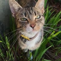 TikTok Creator - thecomedycat