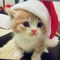 TikTok Account - jokibe.livago