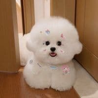 TikTok Account - funnycute396