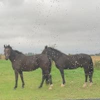 TikTok Account - ashleys.sophia