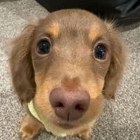 TikTok Account - animals.fans.99