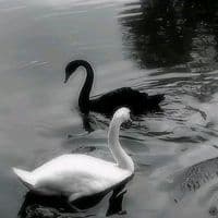 TikTok Account - music_top8119