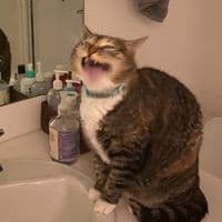 TikTok Account - chillestcat