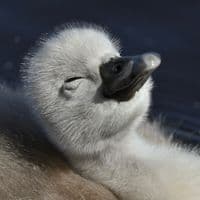 TikTok Account - aaaminsk