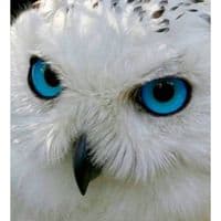 TikTok Account - white_owl9