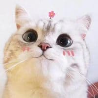 TikTok Account - pennytheplayfulhamster