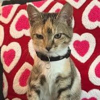 TikTok Account - realbbryan