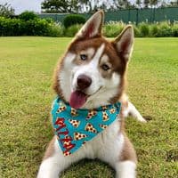 TikTok Account - pizzathehusky