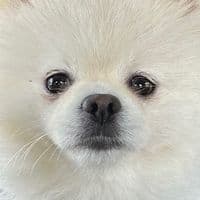 TikTok Account - francescafarago