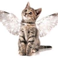 TikTok Account - houspark1